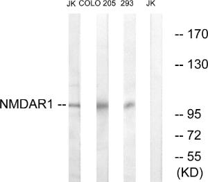 Western blot analysis of lysates from Jurkat, COLO205, and 293 cells using Anti-NMDAR1 Antibody. The right hand lane represents a negative control, where the antibody is blocked by the immunising peptide