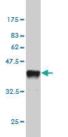 Anti-SH2D3C Mouse Monoclonal Antibody [clone: 2E3]