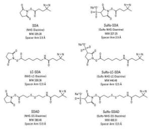 Sulpho-LC-SDA (Sulpho-NHS-LC-Diazirine) (Sulphosuccinimidyl 6-(4,4′-azipentanamido)hexanoate), Pierce™