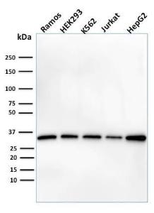 Antibody A249624-100 100 µg