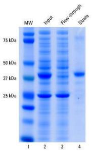 Anti-HA Epitope Tag Mouse Monoclonal Antibody (Agarose) [clone: 2-2.2.14]