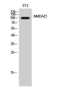 Western blot analysis of 3T3 cells using Anti-NMDAR1 Antibody