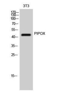 Anti-PIPOX antibody