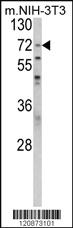 Anti-PABPC1 Rabbit Polyclonal Antibody