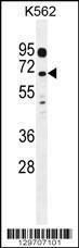 Anti-LRRC63 Rabbit Polyclonal Antibody (FITC (Fluorescein Isothiocyanate))