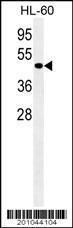 Anti-ATG4D Mouse Monoclonal Antibody (AP (Alkaline Phosphatase)) [clone: 222CT15.4.1]