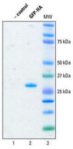 Anti-HA Epitope Tag Mouse Monoclonal Antibody (Agarose) [clone: 2-2.2.14]