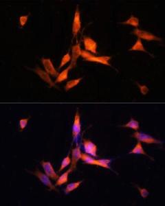 Antibody anti-MMP10 100 µl