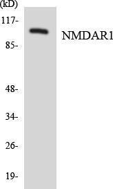 Western blot analysis of the lysates from HT 29 cells using Anti-NMDAR1 Antibody