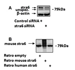 Anti-STRA6 Goat Polyclonal Antibody