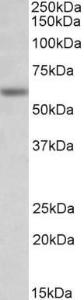 Anti-Glra1 Antibody (A83535) (0.3 µg/ml) staining of Mouse Testis lysate (35 µg protein in RIPA buffer). Primary incubation was 1 hour. Detected by chemilu minescence