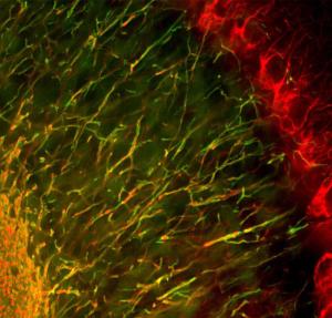 Immunofluorescence analysis of mouse cerebellum section stained with Anti-Neurofilament Heavy Polypeptide Antibody (A270594)