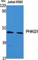 Western blot analysis of various cells using Anti-PHKG1 Antibody