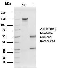 Antibody A249624-100 100 µg