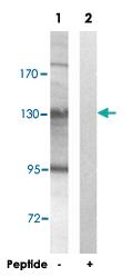 Anti-CEP131 Rabbit Polyclonal Antibody