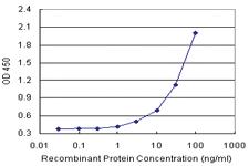 Anti-SNX1 Polyclonal Antibody Pair