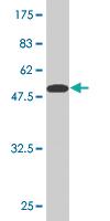 Anti-NT5E Mouse Monoclonal Antibody [clone: 4D3-2C10]