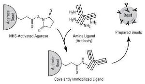 NHS-activated agarose, Pierce™