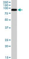 Anti-STRA6 Goat Polyclonal Antibody