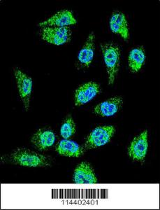 Anti-C18orf8 Rabbit Polyclonal Antibody