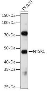 Western blot analysis of extracts of DU145 cells, using Anti-Neurotensin Receptor 1/NTSR1 Antibody (A9138) at 1:1,000 dilution