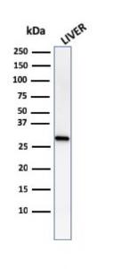 Antibody A249624-100 100 µg