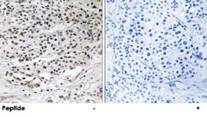 Anti-CEP131 Rabbit Polyclonal Antibody