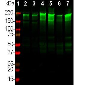 Western blot analysis of tissue lysates from different species using Anti-Neurofilament Heavy Polypeptide Antibody (A270594), dilution 1:20,000, in green The lanes contain