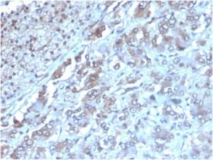 Immunohistochemical analysis of formalin-fixed, paraffin-embedded human adrenal gland tissue using Anti-IL-2 Antibody [IL2/3949]