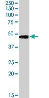 Anti-TOM1L1 Goat Polyclonal Antibody