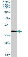 Anti-ARMC10 Mouse Polyclonal Antibody