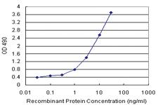 Anti-ZFYVE19 Polyclonal Antibody Pair