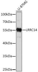 Western blot analysis of extracts of U-87MG cells, using Anti-LRRC14 Antibody (A93253) at 1:1000 dilution. The secondary Antibody was Goat Anti-Rabbit IgG H&L Antibody (HRP) at 1:10000 dilution. Lysates/proteins were present at 25 µg per lane