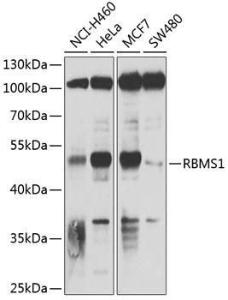 Western blot analysis of extracts of various cell lines, using Anti-RBMS1 Antibody (A9144) at 1:1,000 dilution. The secondary antibody was Goat Anti-Rabbit IgG H&L Antibody (HRP) at 1:10,000 dilution. Lysates/proteins were present at 25µg per lane