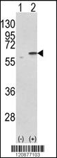 Anti-PDIA3 Rabbit Polyclonal Antibody