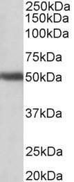 Antibody anti-GPR83 A83538-100 100 µg