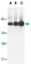 Anti-CASP12 Rabbit Polyclonal Antibody