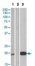 Anti-UCN3 Goat Polyclonal Antibody