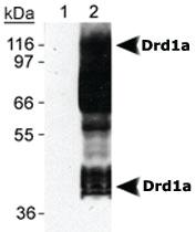 Anti-DRD1 Mouse Monoclonal Antibody [clone: SG2-D1a]