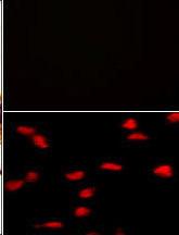 Anti-SETD8 Mouse Monoclonal Antibody [clone: 10i69]