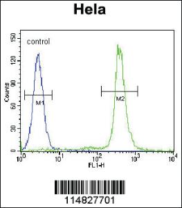 Anti-LIN28 Rabbit Polyclonal Antibody [clone: 8H10D10]