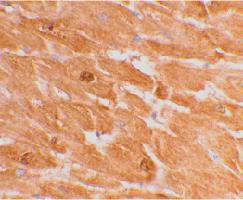 Anti-CASP12 Rabbit Polyclonal Antibody