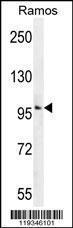 Anti-GUCY2D Rabbit Polyclonal Antibody (Biotin)