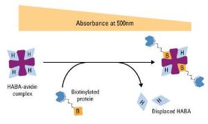 Pierce™ Biotin Quantitation Kit