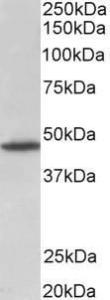 Anti-GPR83 Antibody (A83539) (1 µg/ml) staining of Rat Brain lysate (35 µg protein in RIPA buffer) Primary incubation was 1 hour Detected by chemiluminescence