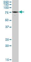 Anti-PXN Rabbit Polyclonal Antibody