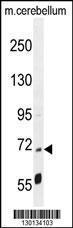 Anti-PPP1R37 Rabbit Polyclonal Antibody (AP (Alkaline Phosphatase))