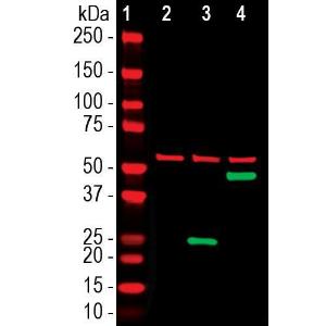 Western blot analysis of HEK293 cell lysates using Anti-Cas-phi Antibody [5F95] (A270595), dilution 1:1,000, in green