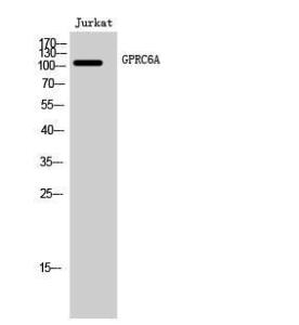 Western blot analysis of Jurkat cells using Anti-GPRC6A Antibody