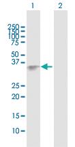 Anti-PXN Rabbit Polyclonal Antibody